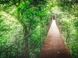 Monteverde cloud forest biological preserve. Monteverde Cloud Forest Biological Preserve Must See Spots