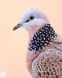 Maybe you would like to learn more about one of these? Spotted Dove Archives Aviscapes