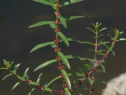 Image result for Ammannia baccifera