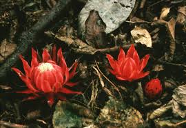 Image result for Thonningia