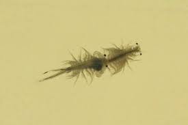 A giant denizen of the deep wreaks havoc on salt lake city. Brine Shrimp By The Billions In The Great Salt Lake Brine Shrimp By The Billions High Country News Know The West