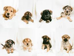 From puppies to seniors, we help dogs of all life stages put their best paw forward with positive dog training classes. Meet The Hutchence Fam Fosters Bailey Aro Duluth Minnesota Photographer Entrepreneur Educator