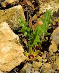 Image result for Orbea maculata