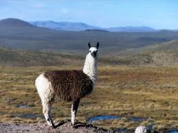 Animales Y Vegetales De Peru Llama Lama Glama Llama American Animals Pet Birds