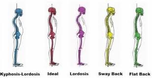 It is the surface of the body opposite from the chest and the abdomen. Kidsbacks4thefuture On Twitter Your Ideal Back Shape Is An S Shape Curve This Will Give You The Best Support And Prevents Backpain
