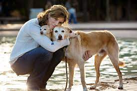 Annie forslund is the caring and compassionate veterinarian you have been looking for when your pet is put to sleep. Angel Paws Pet Cremation In Home Euthanasia Services Angel Paws Pet Cremation