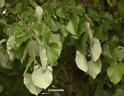 Image result for Xylopia tomentosa