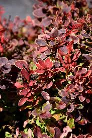 Image result for Berberis