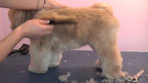 The lhasa apso is probably the most efficient guard dog in the small dog breed size category. Grooming Guide Lhasa Apso Pet Or Salon Trim Pro Groomer Youtube