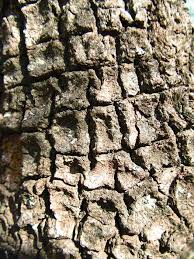 Image result for Ochna schweinfurthiana