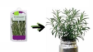 Image result for rosemary cuttings