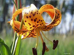 Maybe you would like to learn more about one of these? Natural Wallpaper Different Types Of Natural Flowers 1280x954 Wallpaper Teahub Io