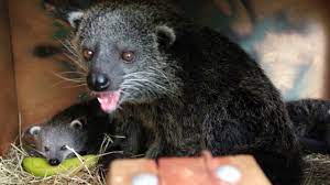 Over time, she comes to accept him as a leader and puts her faith in him. Binturong Zooborns