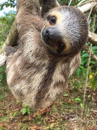 Happy Sloth Sunday Did You Know Three Toed Sloths Can Turn Their Heads Almost 360 Degrees You Can See It Clearly In This Cute Baby Sloths Sloth Sloth Photos