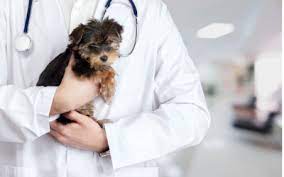 1st pet veterinary centers provides annual check ups & advanced or emergency care. Preparing For Your Dog S First Veterinary Visit Vca Animal Hospital