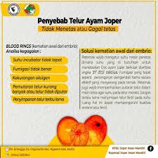 Penyebab telur ayam gagal menetas. Terjadinya Kegagalan Dalam Kemitraan Ayam Joper Facebook