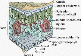 We did not find results for: Plant Structure