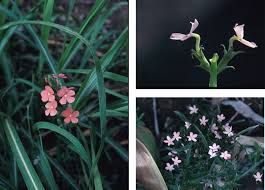 Image result for Tapinanthus forbesii