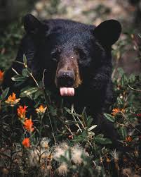 Eating Berries George Duluth Teddy Bear Cartoon Bear Art Grizzly Bear