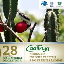 Resultado de imagem para dia da caatinga