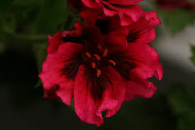 Forgot The Name Of The Flower Flowers Plants Garden