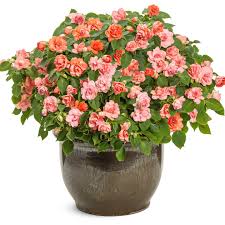 Image result for Impatiens sylvicola