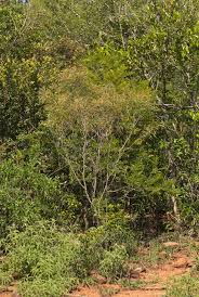 Image result for Euclea crispa