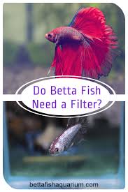 Do Betta Fish Need A Filter In 2020 Betta Fish Betta Betta Fish Tank