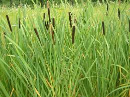 Image result for Typha capensis