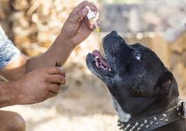 Les huiles essentielles pour lutter contre les puces. Quelles Huiles Essentielles Contre Les Tiques De Chien