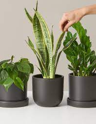 Plant Subscriptions Shop Monthly Indoor Plant Subscription Boxes The Sill
