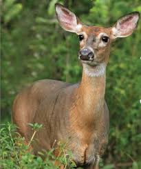 Old Does May Be The Smartest Deer In The Woods The most common buck in woods material is wood. old does may be the smartest deer in