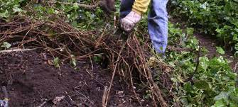 Many ivy plants are invasive in some climates, including the hedera helix (english ivy) cultivars pittsburgh, star, and baltica, and the related species hedera hibernica (atlantic ivy). English Ivy What A Creep Forterra