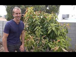 Maybe you would like to learn more about one of these? Antonio Mango Tree Final Update Wow Youtube