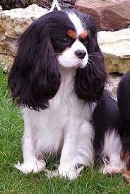He has a great personality and loves to play. 170 King Charles Family Ideas King Charles Spaniel King Charles Spaniel