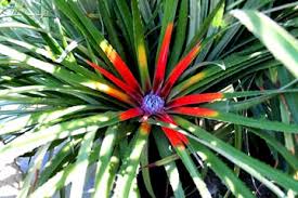 Image result for Pavetta fascifolia