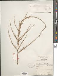 Image result for Asparagus flagellaris