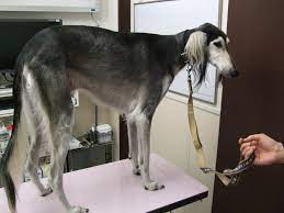 こころ動物病院 バセットハウンドのノエルのにっき » バーニーズマウンテンドッグ