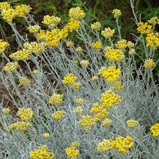 Image result for Helichrysum buchananii