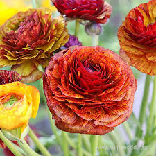 Image result for Ranunculus volkensii