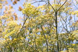 Image result for Foeniculum vulgare