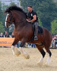 Shire Horses Big Horses Draft Horses