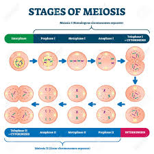 Learn about interphase meiosis 1 with free interactive flashcards. Stages Of Meiosis Illustration Labeled Cell Division Process Royalty Free Cliparts Vectors And Stock Illustration Image 145176509