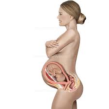 How to lose weight fast. Pregnancy Illustrations Visualisations Of The Human Gestation Period