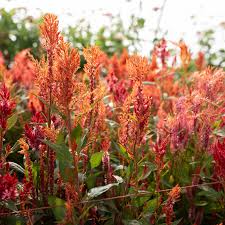 Image result for Celosia nervosa