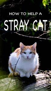 What To Feed A Stray Cat And How To Help Stray Cats And Kittens Survive Feral Cat Shelter Cat Care Cats