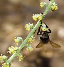 Image result for Caylusea