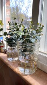 Ec2 modules compatibility with eucalyptus has been compromised at some point. Propagating Cuttings In Water The Lazy Method Valley Gardens