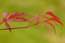Una miscela di olio d'oliva e aceto di vino in parti uguali sbattuti fino a ottenere una densa emulsione. Acero Giapponese Quando Le Foglie Si Arricciano Casafacile