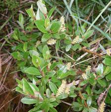 Image result for Salicaceae
